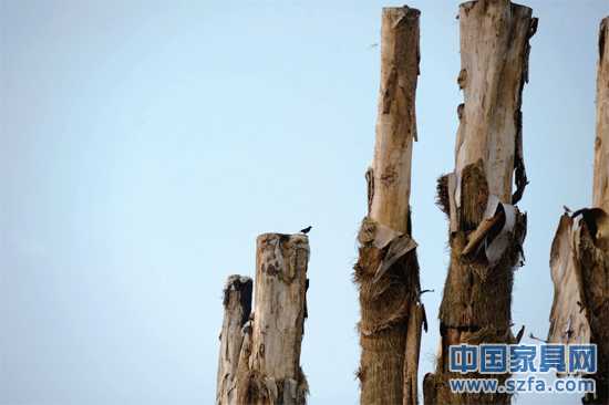 紫薇樹皮已干枯脫落。記者王從啟/攝src="http://www.dyjkyy.cn/file/upload/201207/18/14-00-48-68-1.jpg"